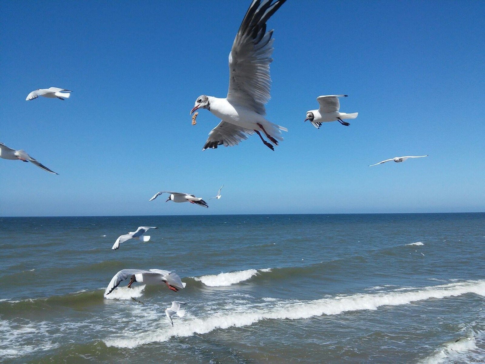 крым море чайки