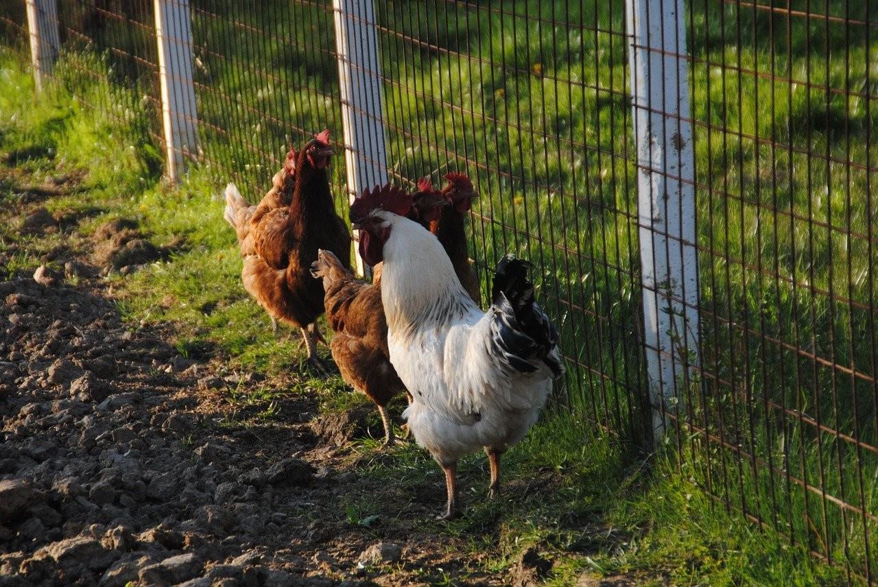 Как подсадить молодых кур. Курица и петух. Петух на ферме. Курица с цыплятами. Петушиная ферма.