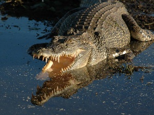 Самый большой гребнистый крокодил