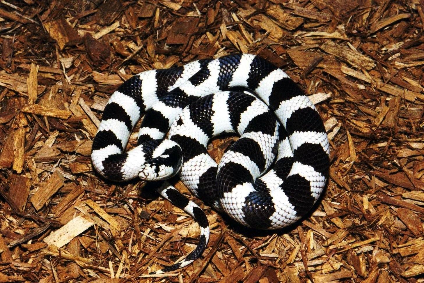 Калифорнийская змея фото