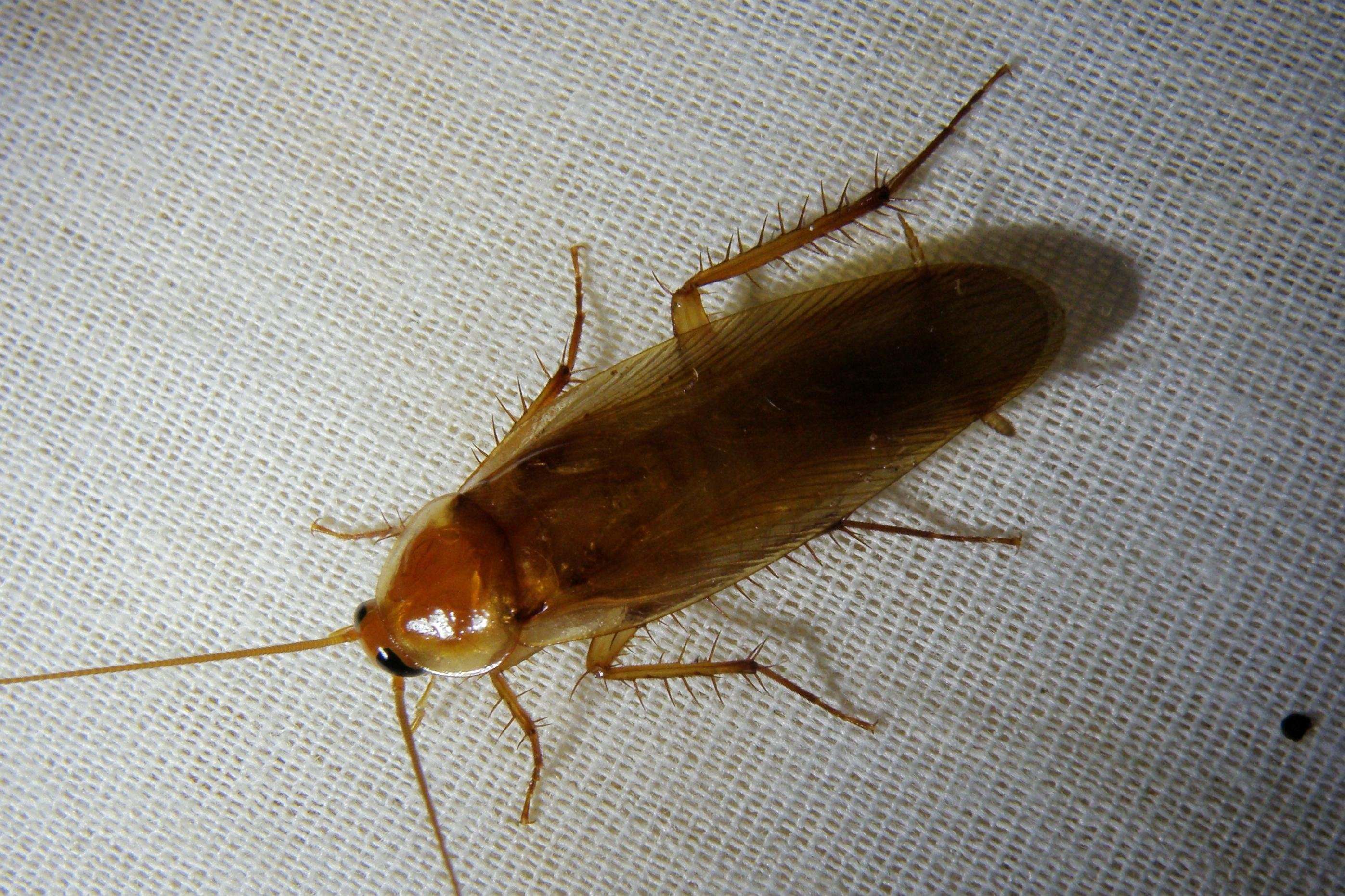 Как выглядит таракан домашний фото