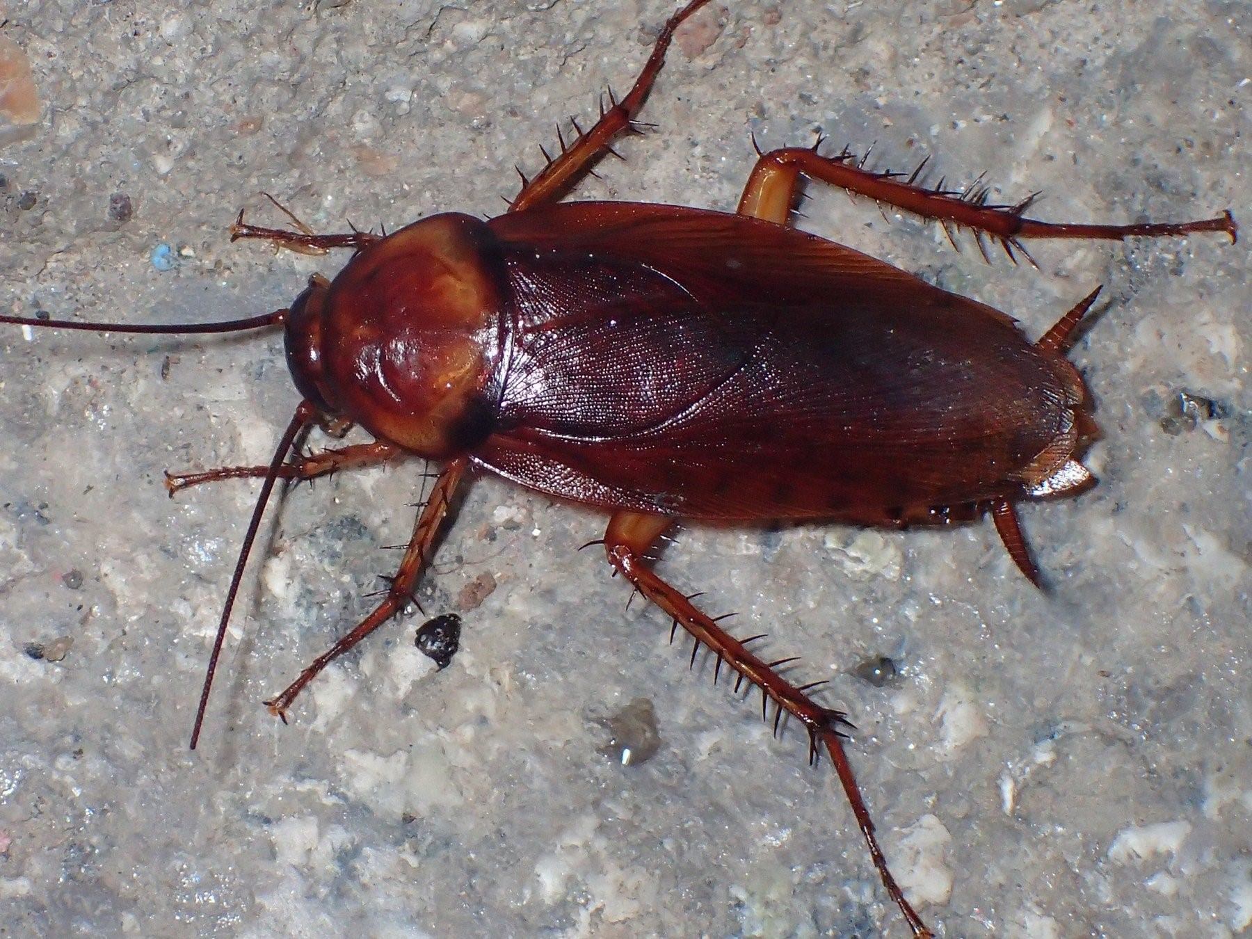Красный таракан в квартире фото