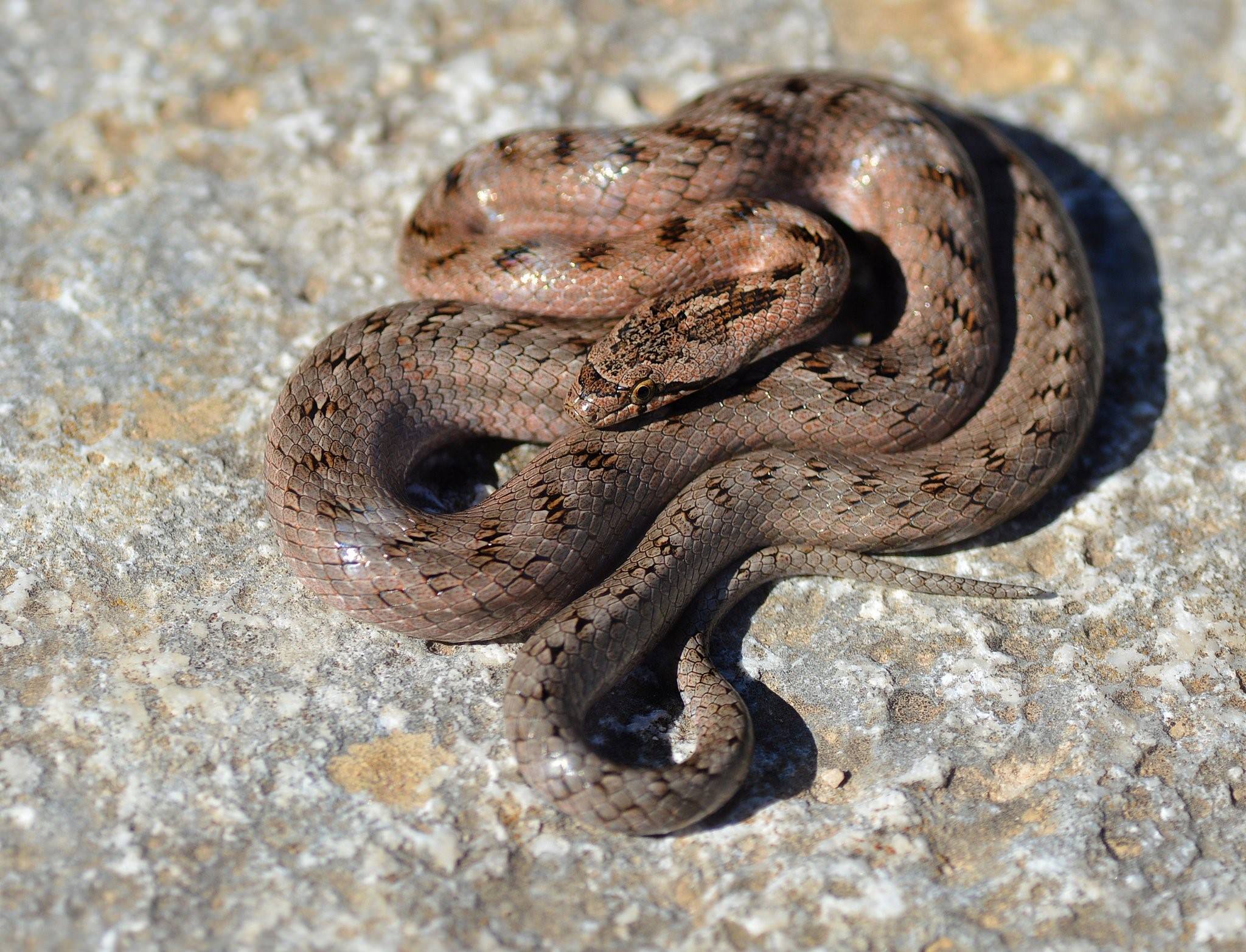 Медянка змея фото ядовитая как выглядит