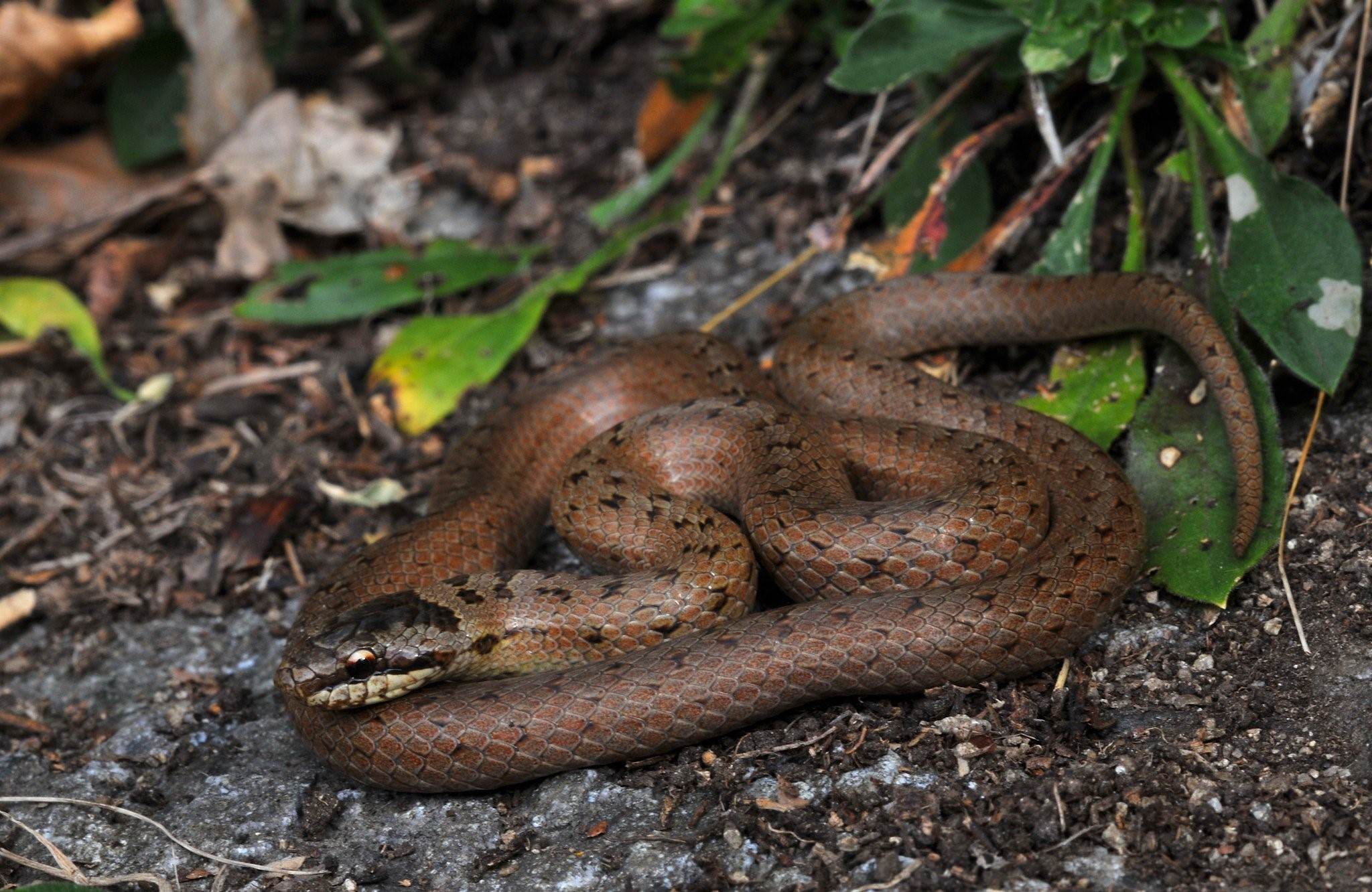 Как выглядит медянка змея фото русская ядовитая или нет