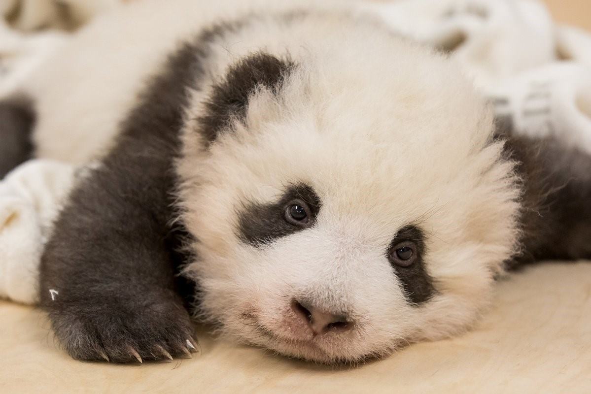 Панда с детенышем фото