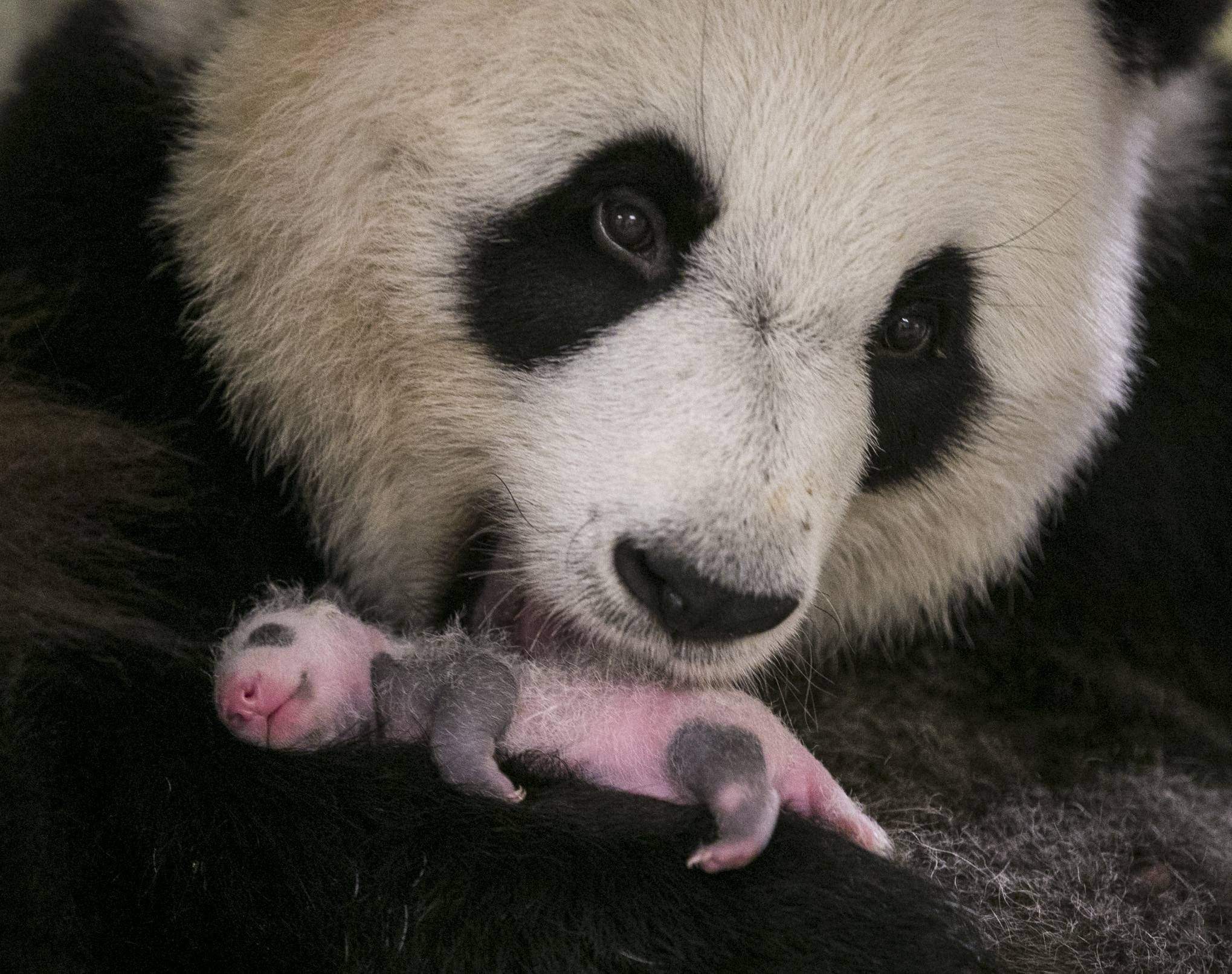 Родившийся детеныш панды