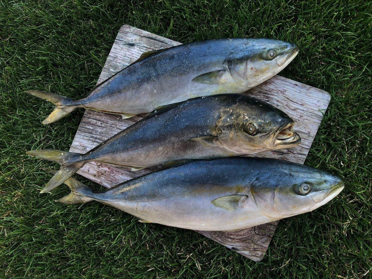 Рыба семейства тунцовых лакедра фото приготовить