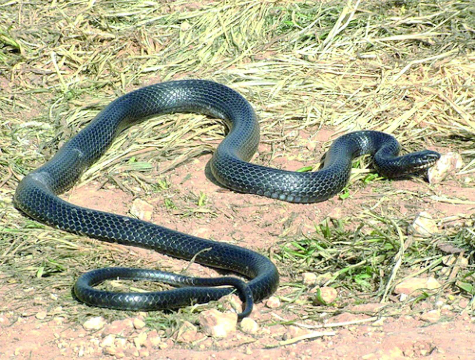 Змеи на кипре название и фото