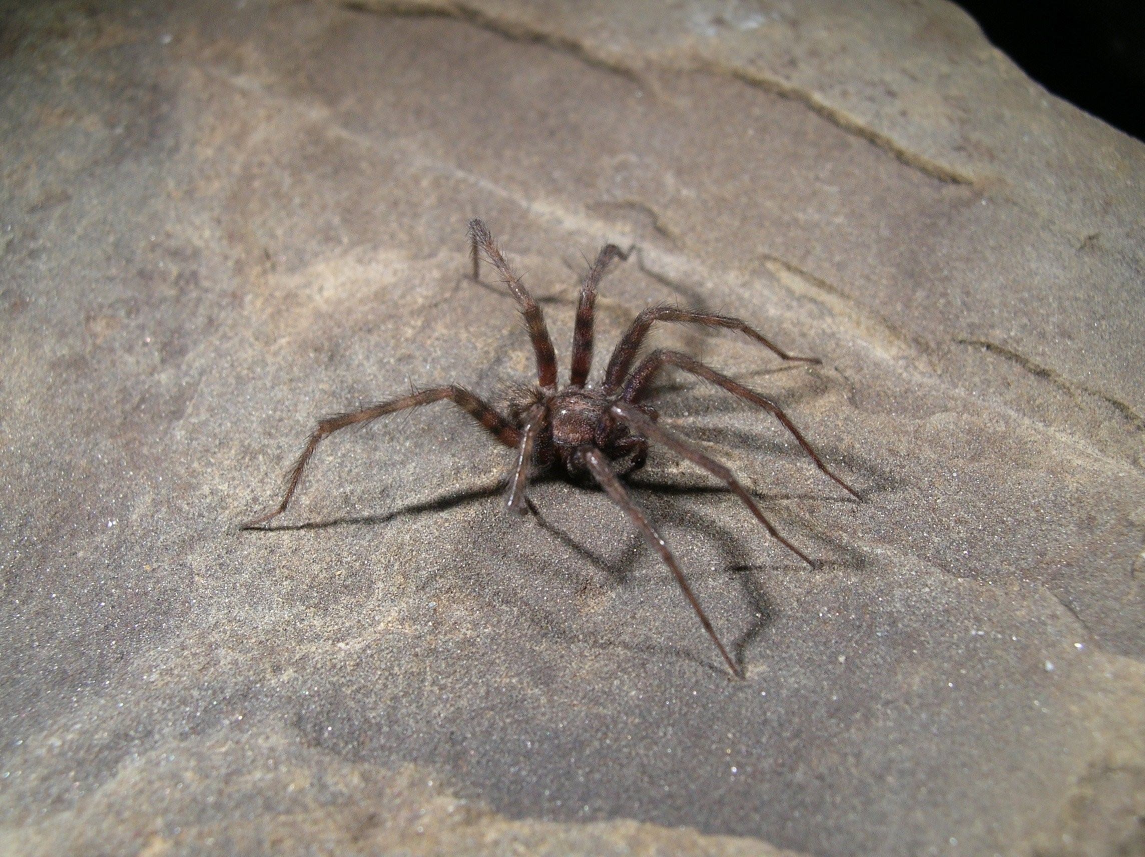черный домовой паук фото
