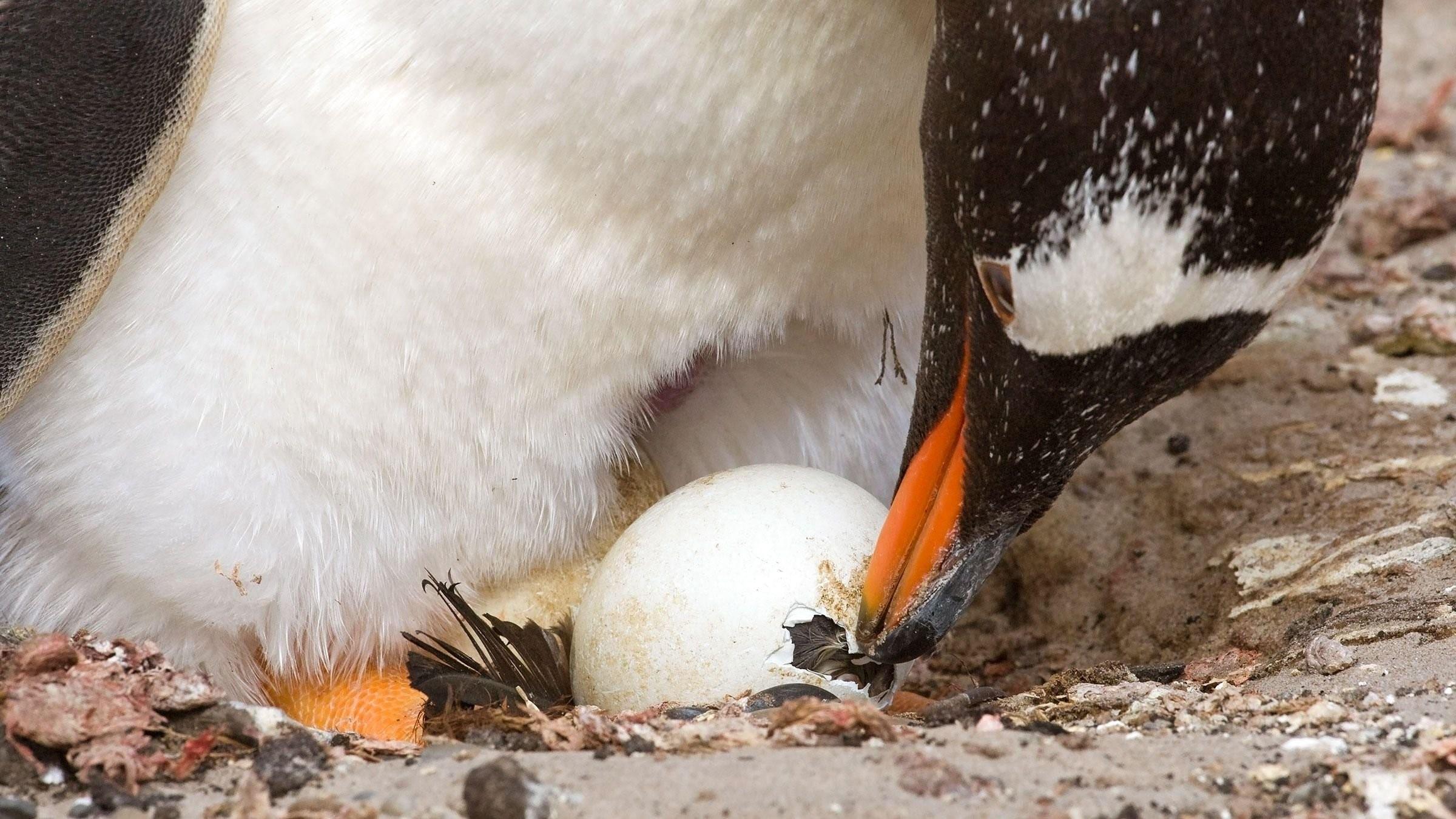 Сколько вынашивают яйца. Императорский Пингвин высиживает яйцо. Птенец королевского пингвина. Королевский Пингвин высиживает яйца. Императорский пингвины высиживают яйца самец.