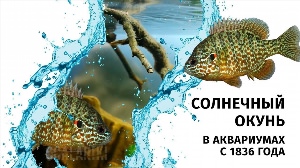 Солнечный окунь в аквариуме