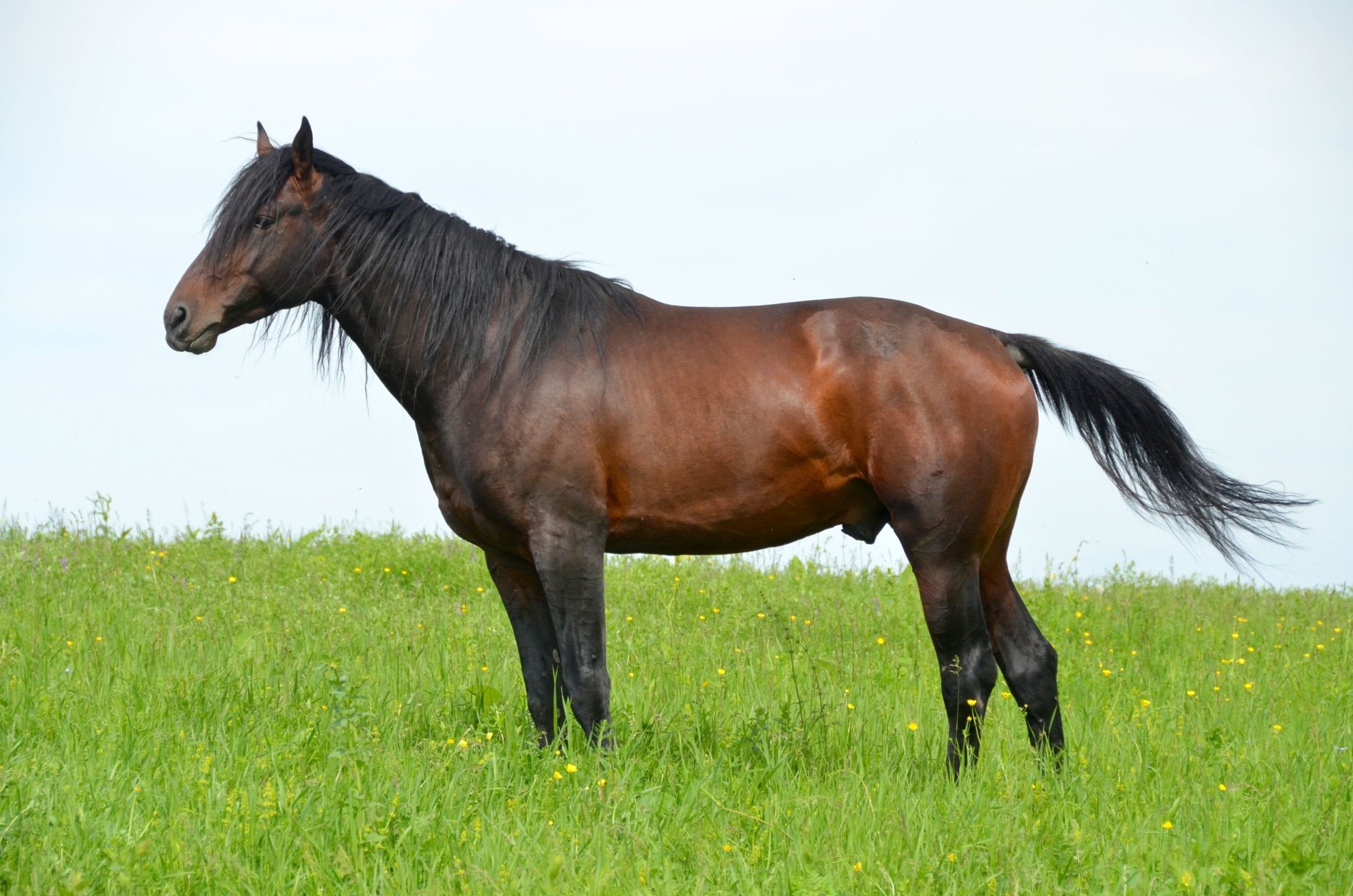 Кабардинская лошадь масть. Кабардинская порода лошадей Шолох. Кабардинская порода порода лошадей. Англо Кабардинская порода лошадей. Кабардинец лошадь порода.