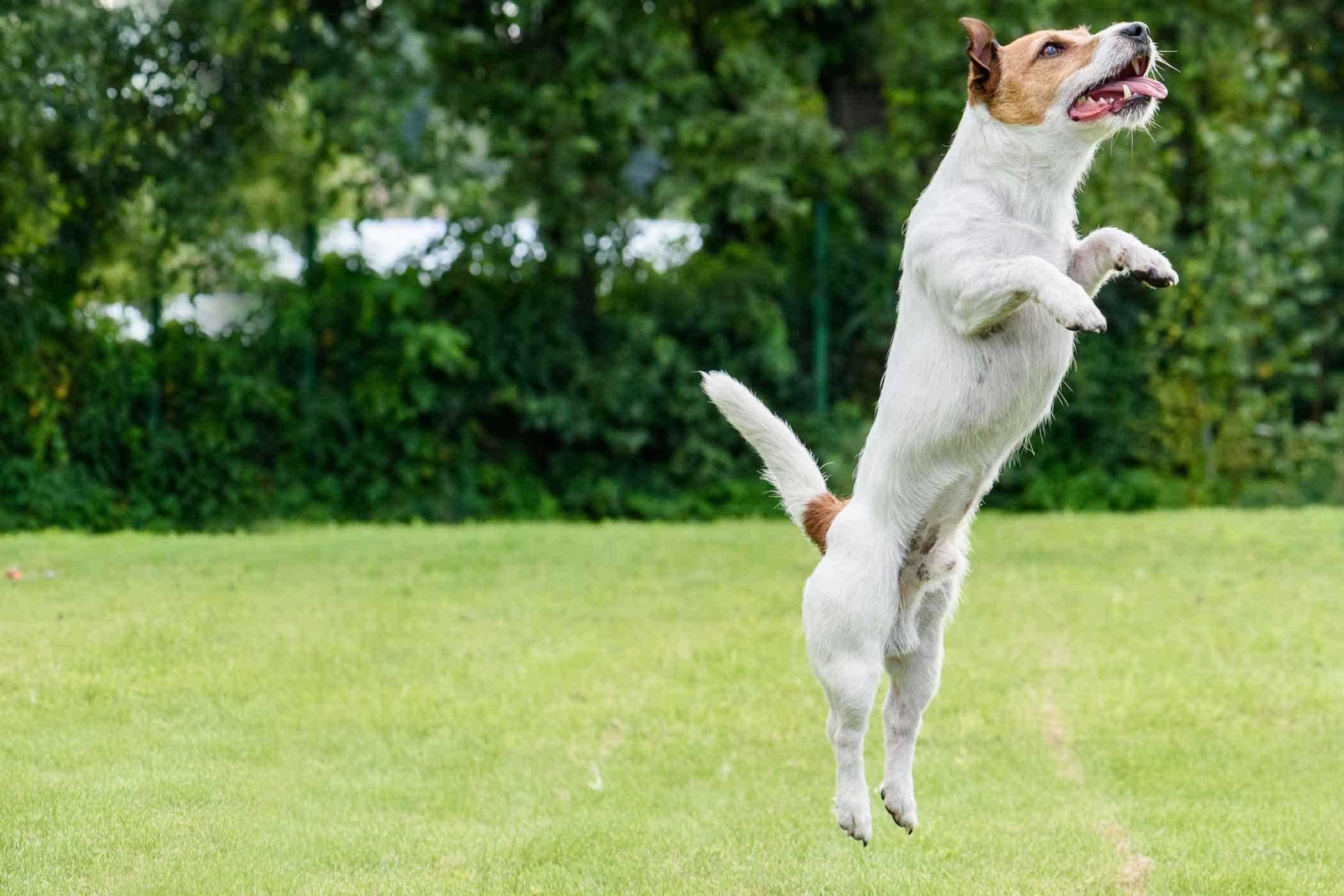 My dog can jump. Собака в прыжке. Собаки которые прыгают. Прыгучая собака порода. Собачьи прыжки.