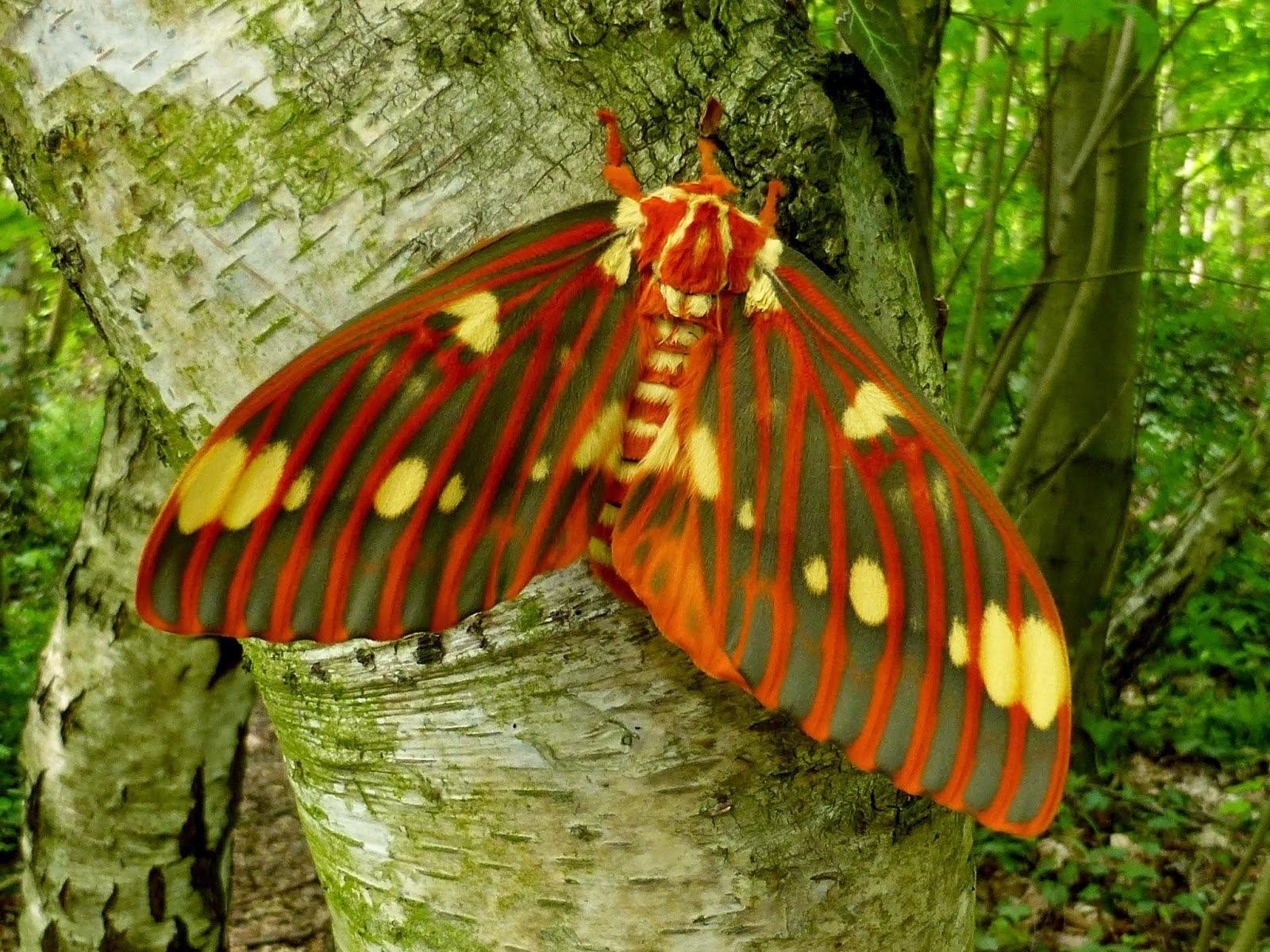 королевская бабочка фото