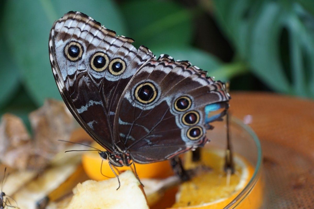 королевская бабочка фото