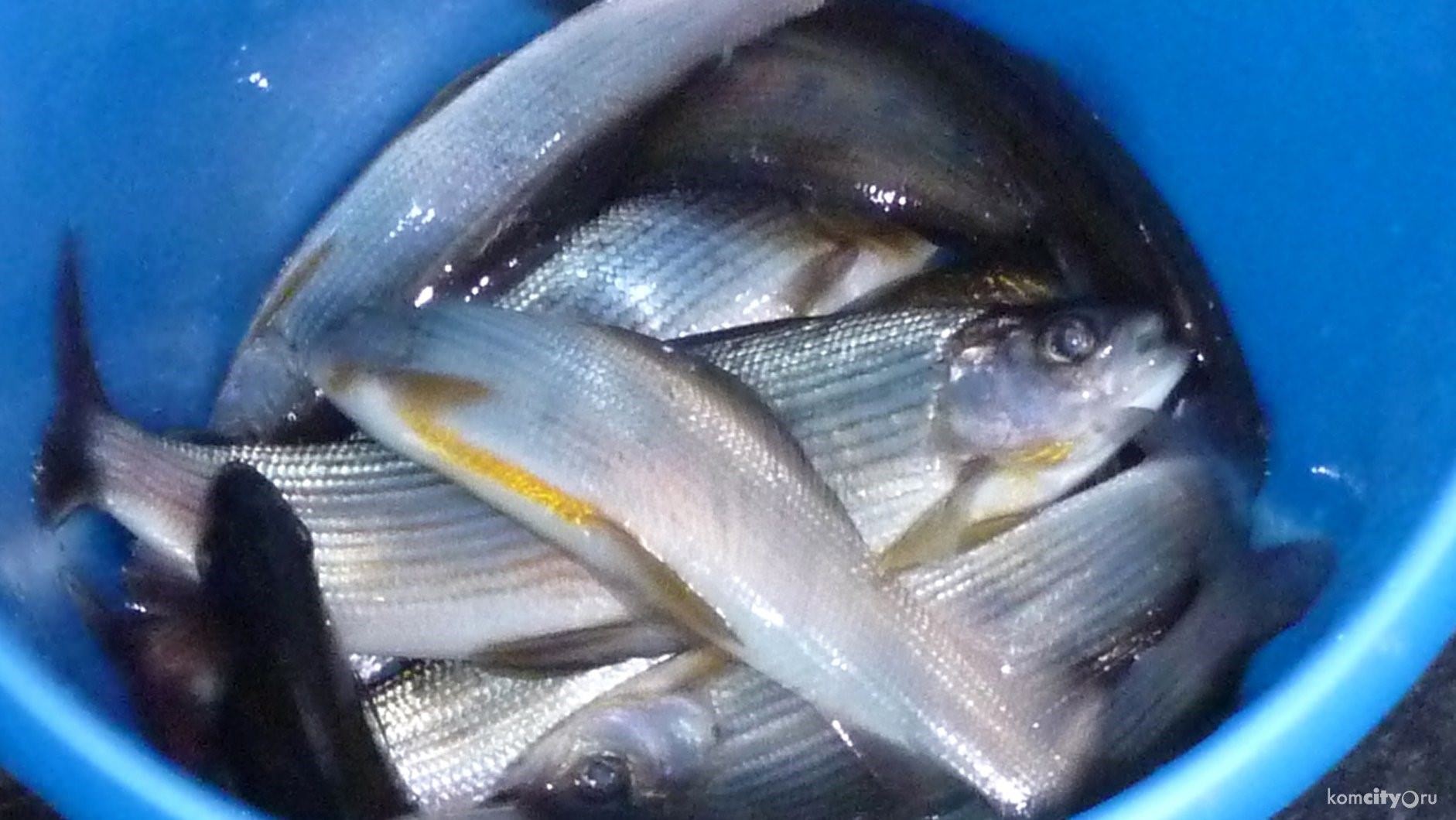 Рыбы амурской области фото и название