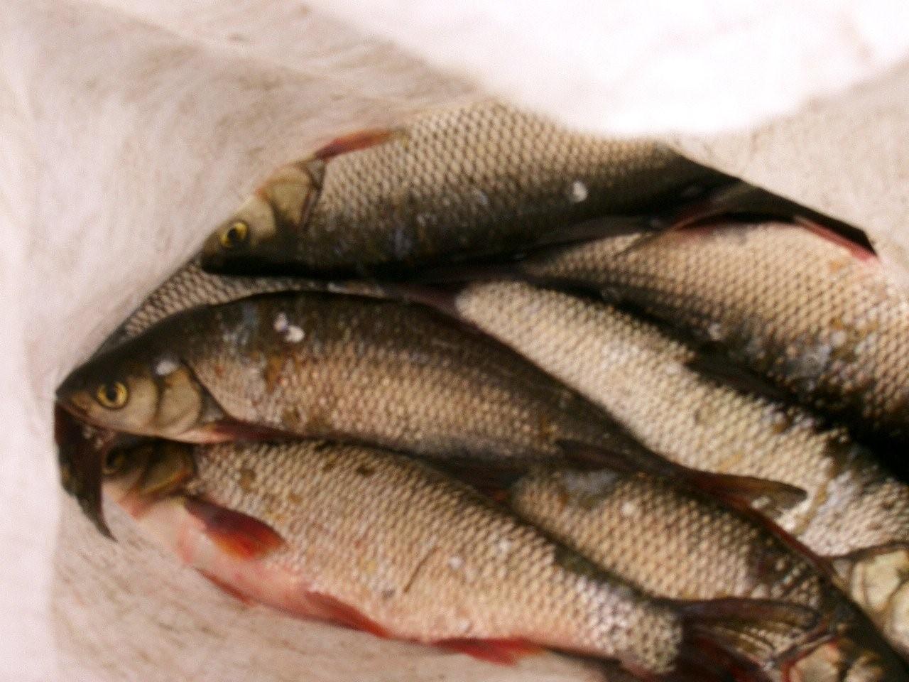 рыбы реки зея амурской области