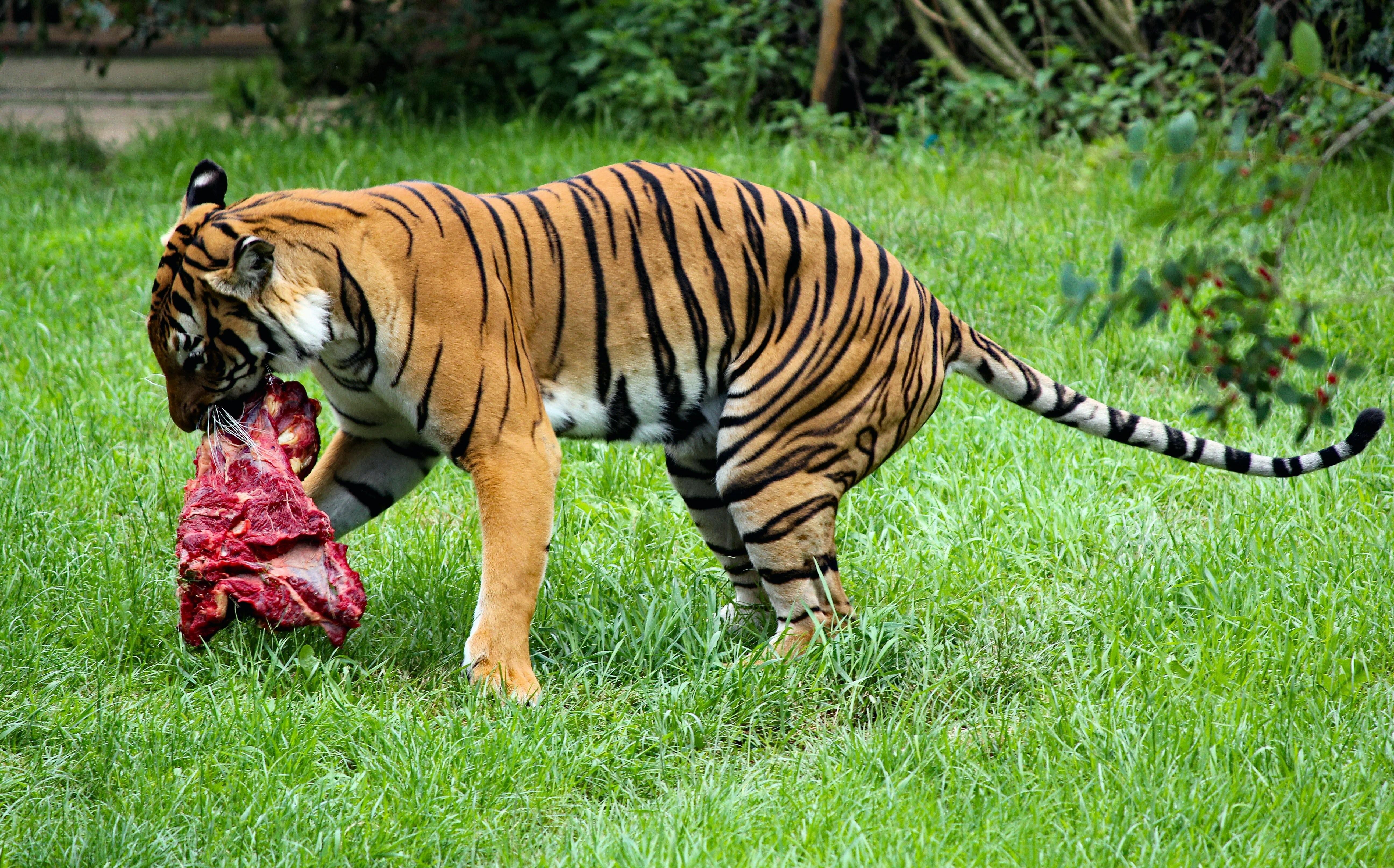 Animals in danger at present. Яванский тигр. Длиннопенисный тигр. Бенгальский длиннопенисный тигр. Туранские тигры в Афганистана.