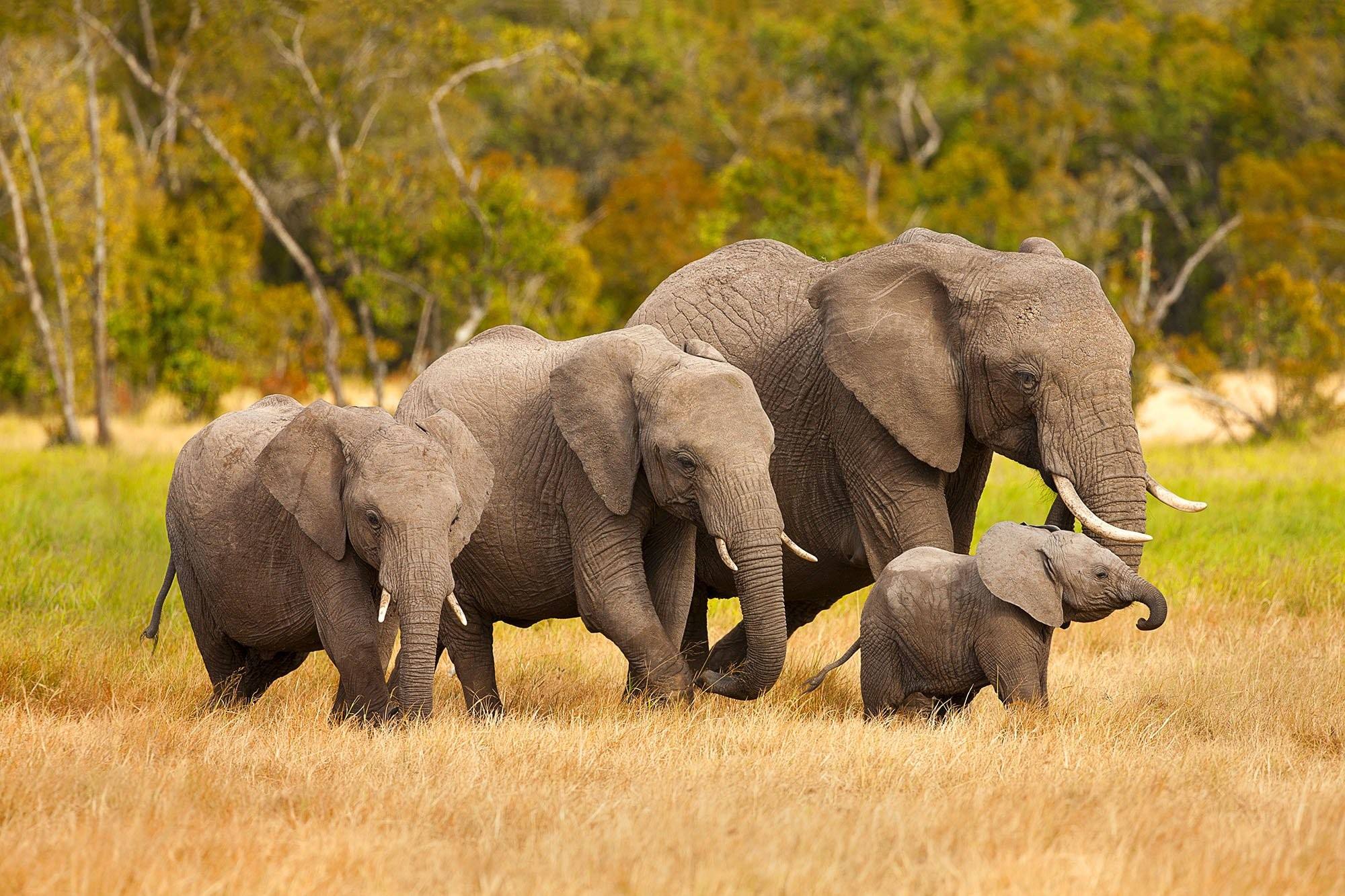 Слон группа организмов. Семья слонов. Четыре слона. Миграция слонов.