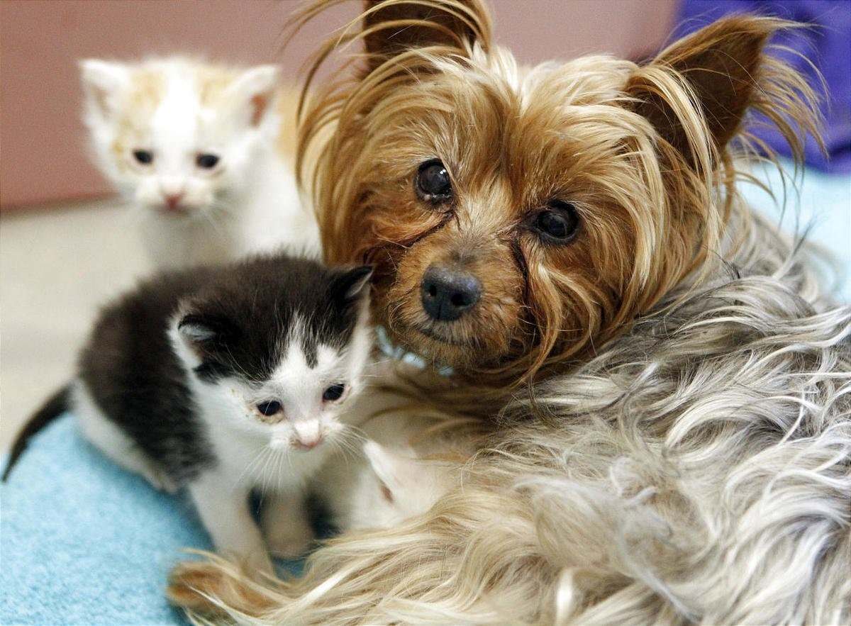 Породы собак и кошек с фото и названиями