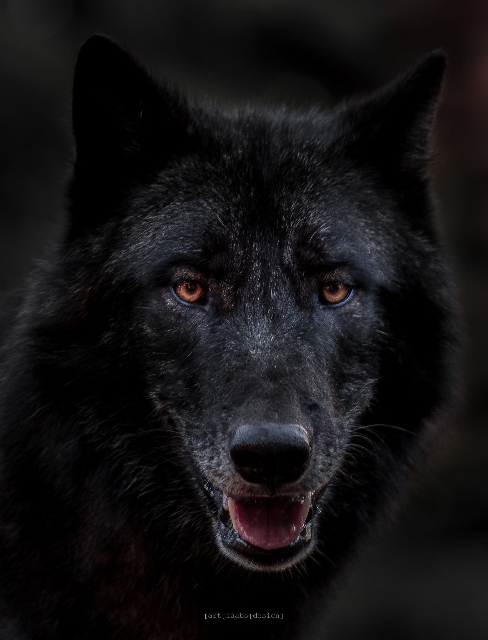 Фото волков с красными глазами