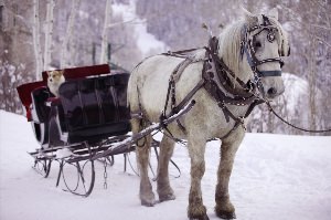 Лошадь запряженная в сани