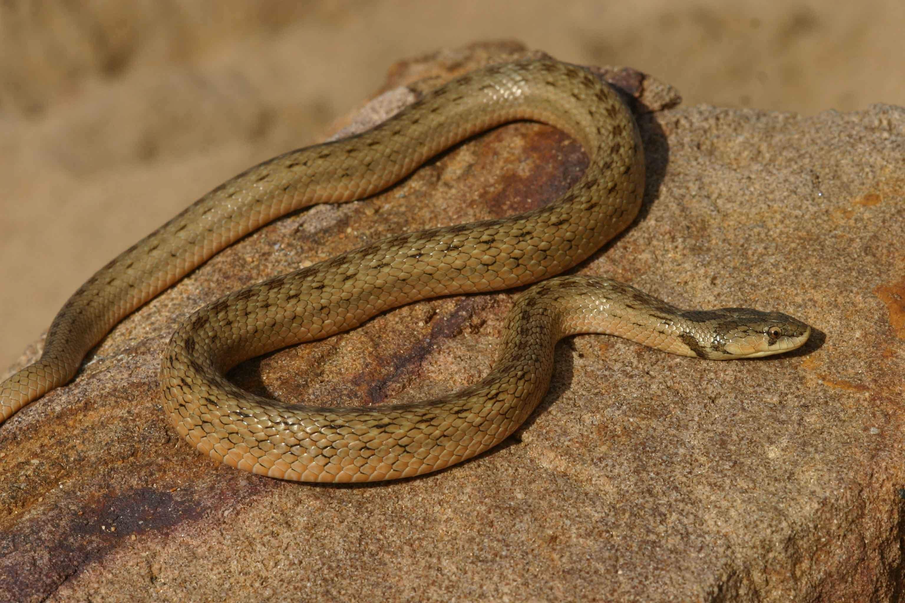 Разновидность змей в крыму фото