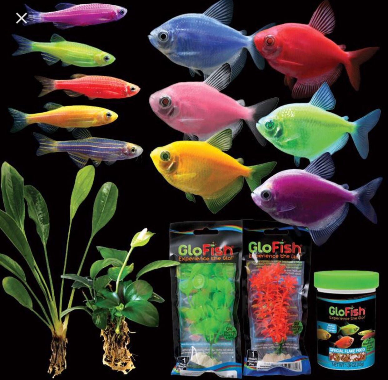 Аквариумные рыбки разноцветные маленькие фото и название