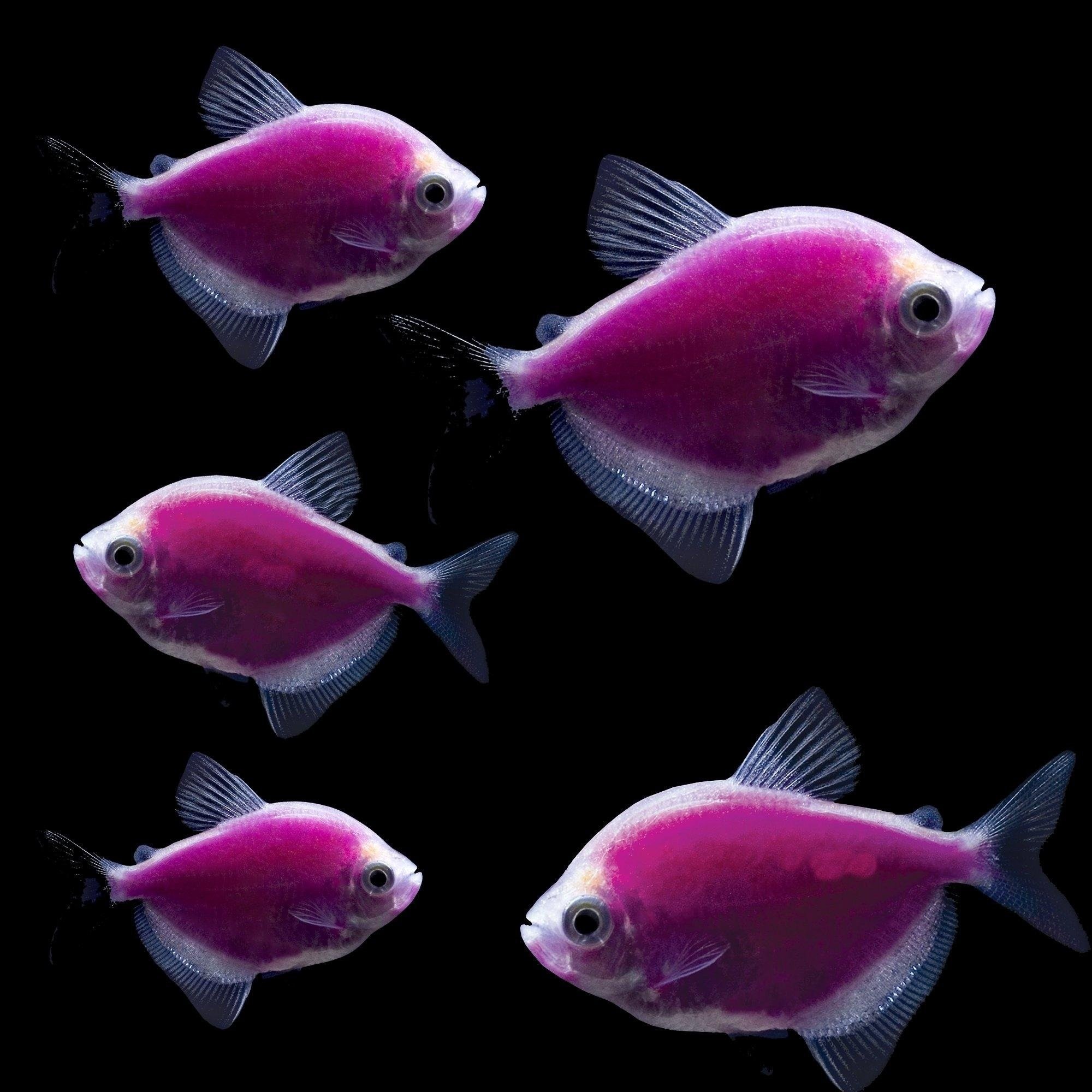 Разноцветные рыбки для аквариума фото и название