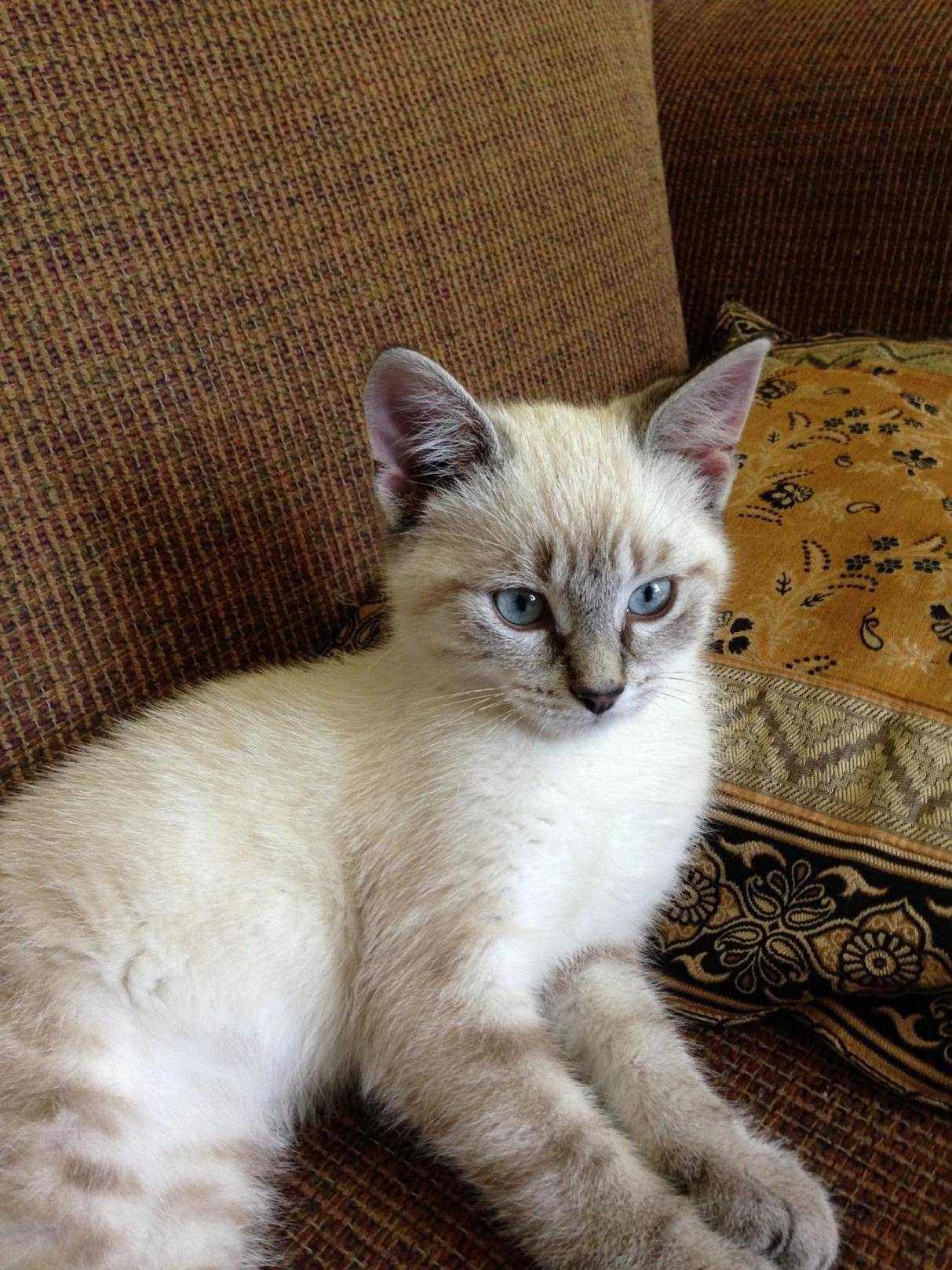 тайская кошка фото