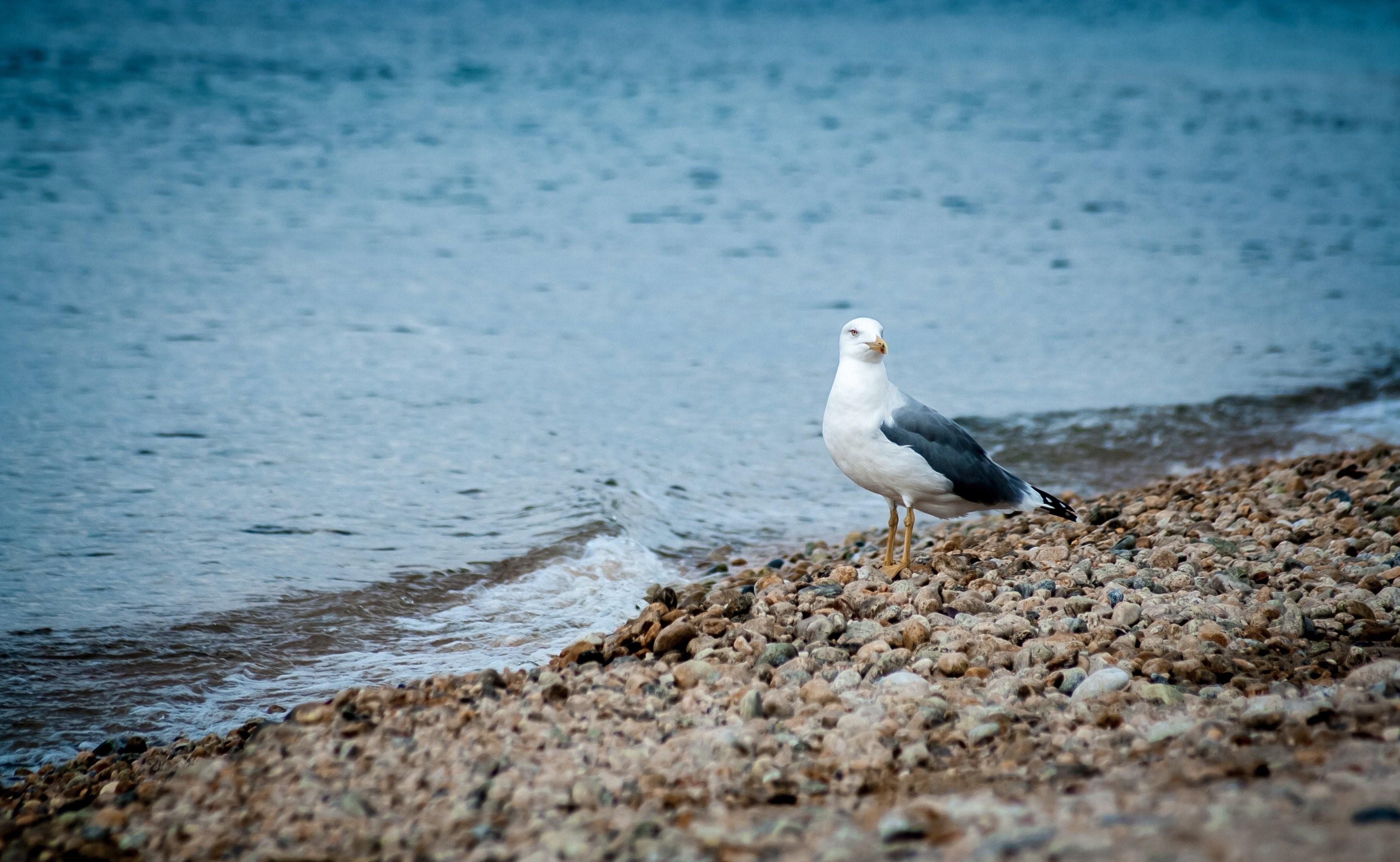 Береговая чайка. Альбатрос Крым. Чайки на берегу. Чайки на берегу моря. Птицы побережий.