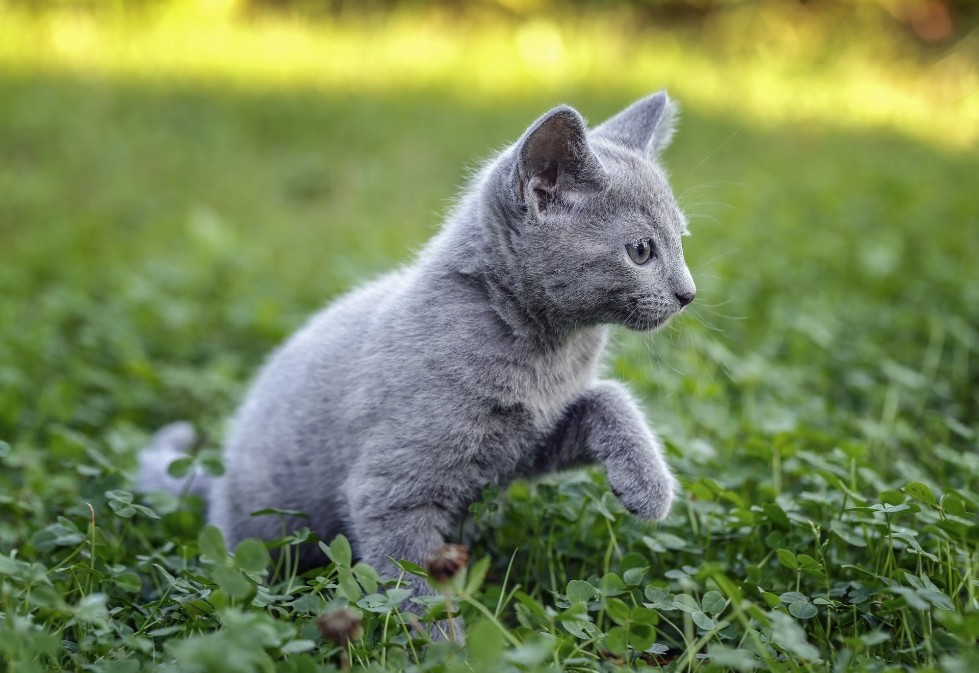 Серый котенок русская голубая