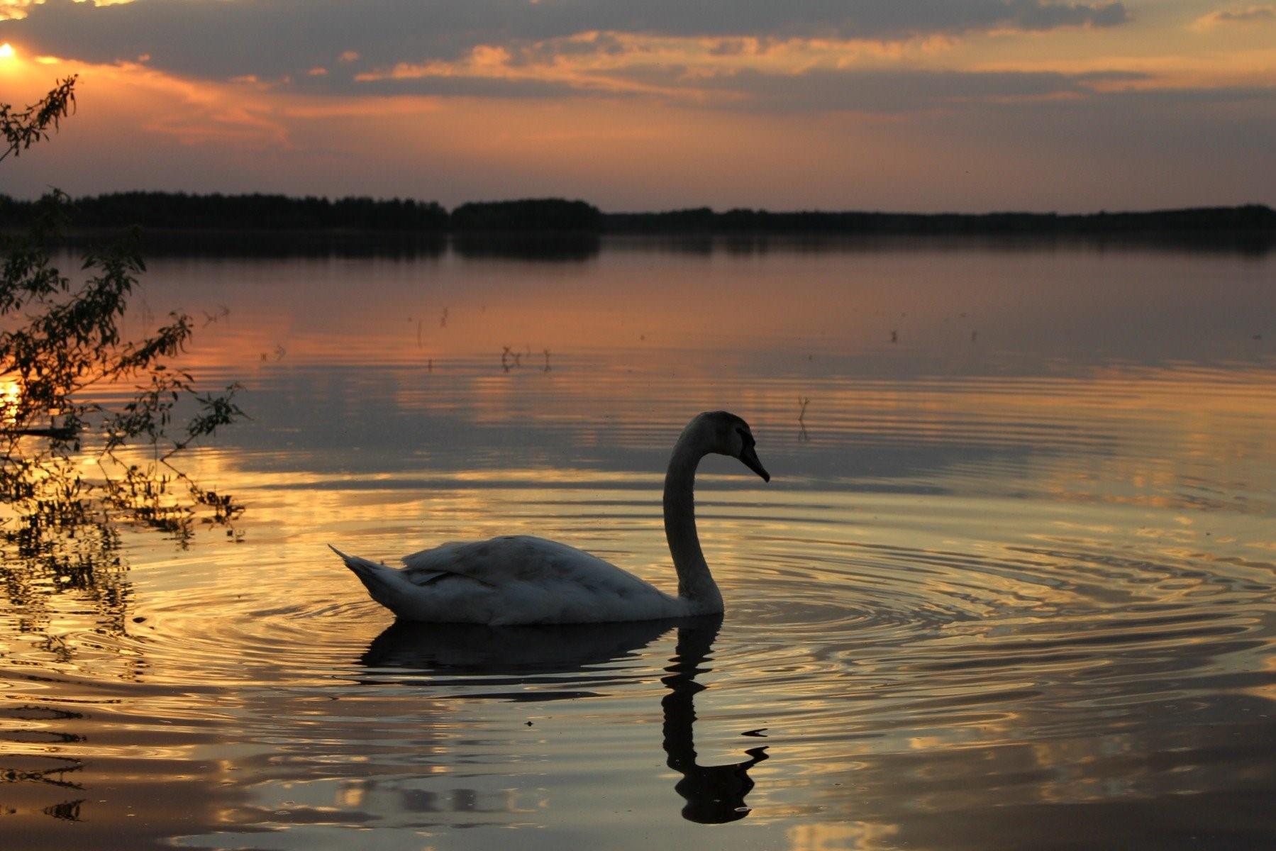 Отражение лебедя в воде картинки