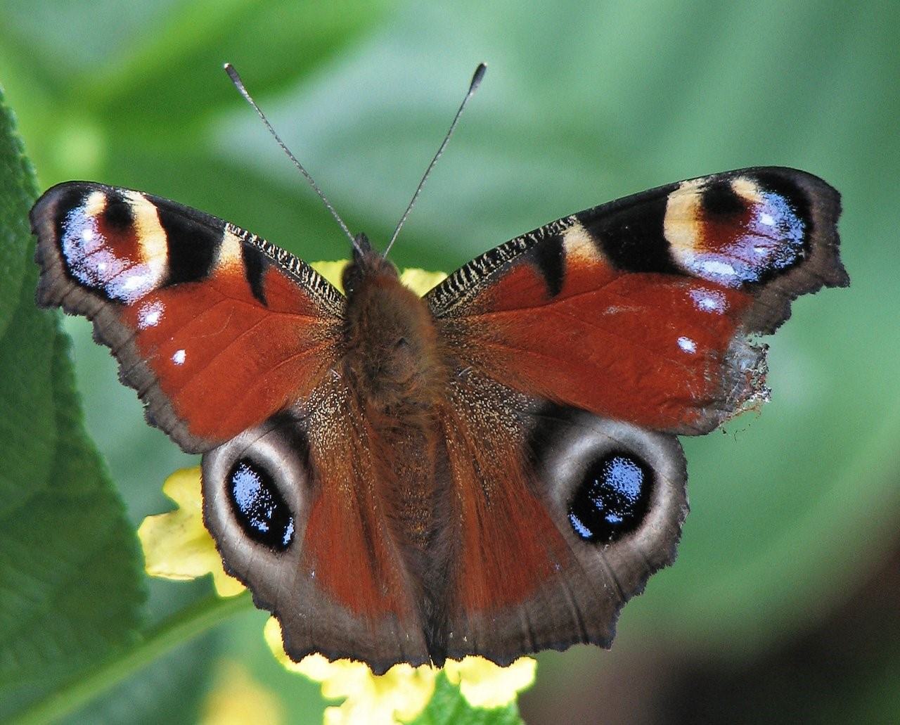 Бабочки с названиями фото и описанием