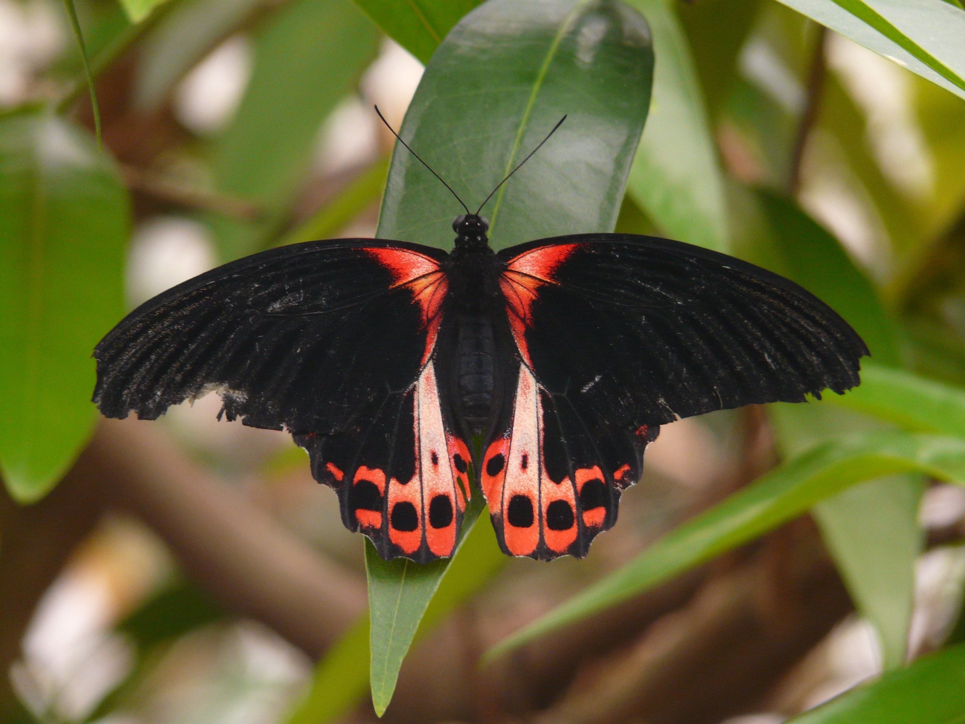 бабочка румянцева фото