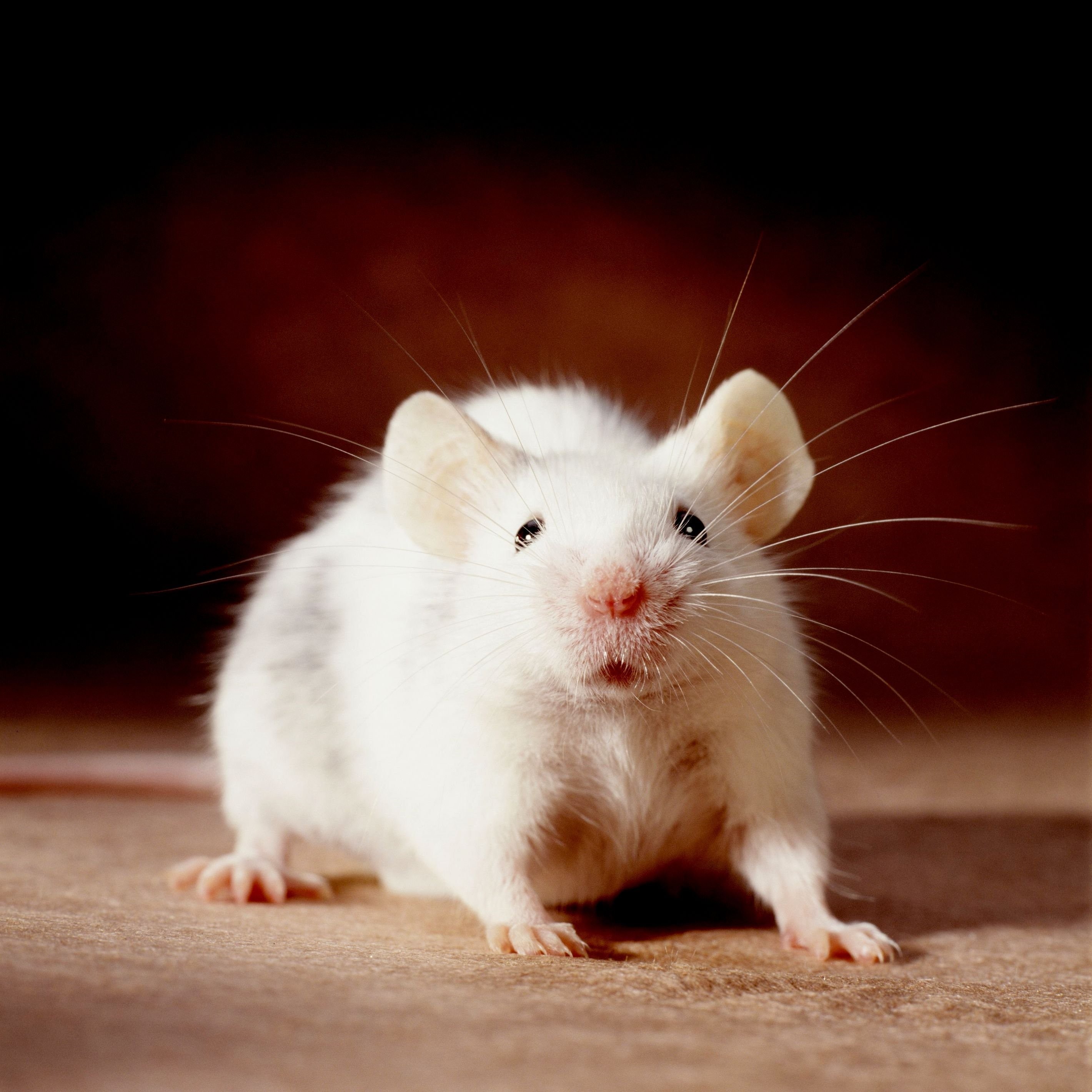 Крыса домашняя фото