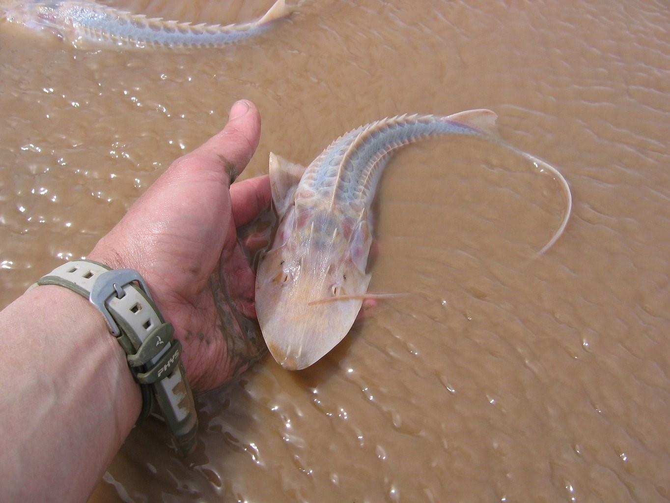 Скафирингус где водится фото