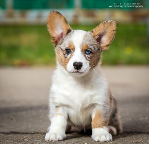 Вельш корги кардиган питомник