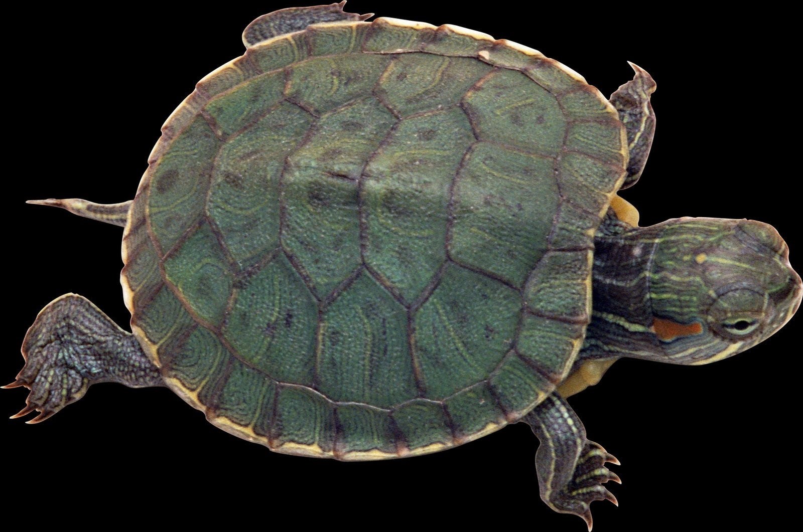 Черепахи без воды
