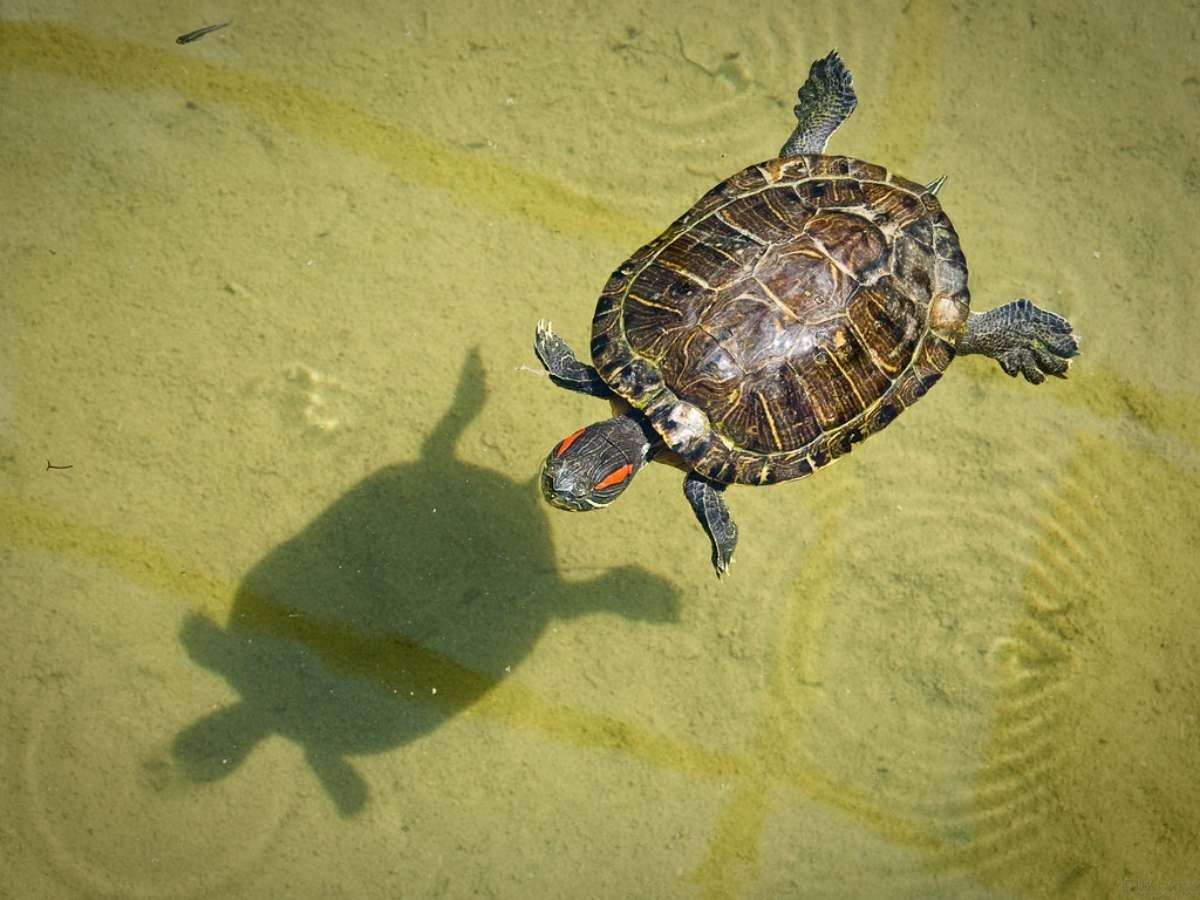 Черепахи без воды. Красноухая черепаха. Красноухая черепаха без панциря. Панцирь красноухой черепахи. Черепаха красноухая без панцара.