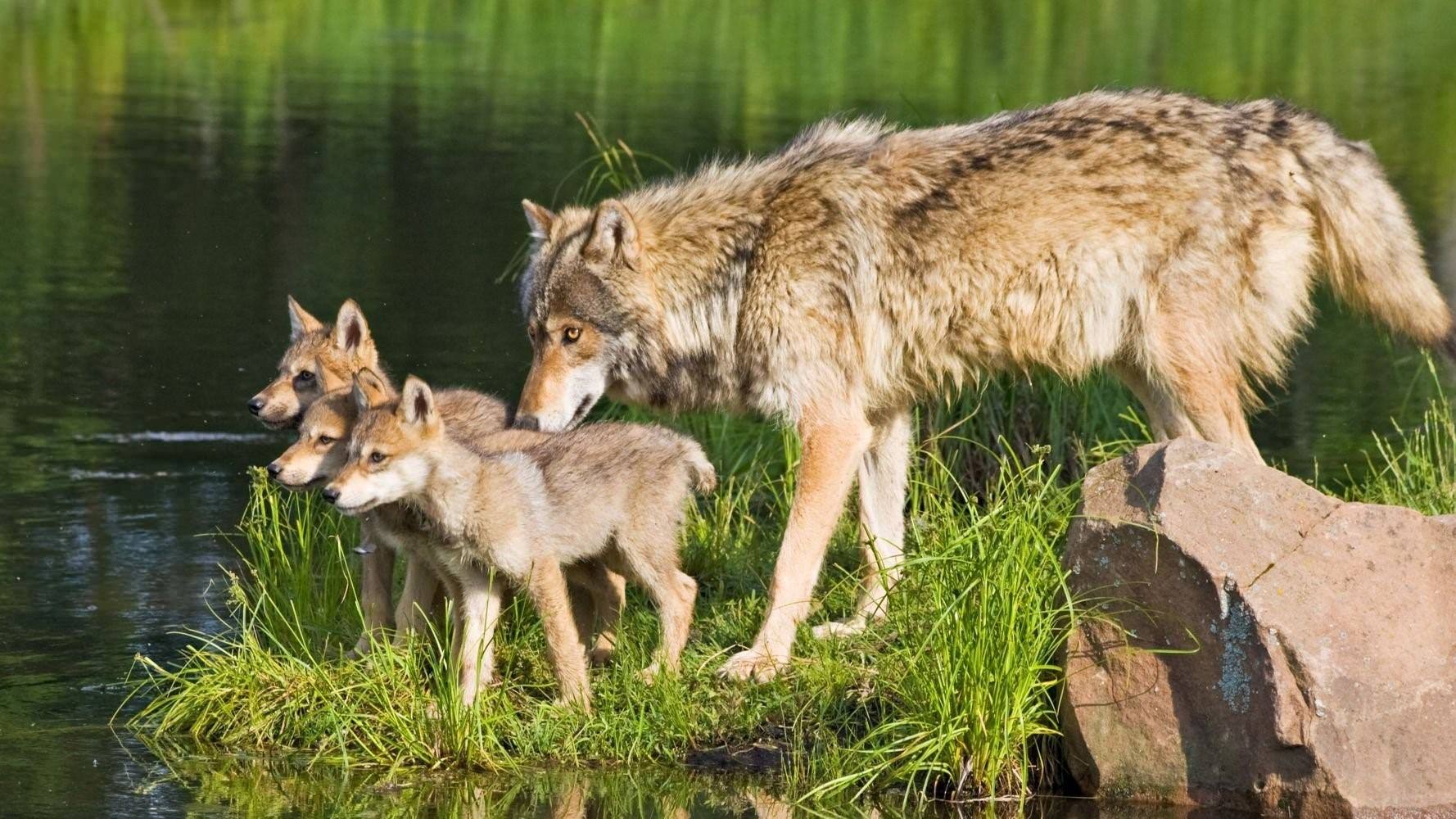 Волк детям о животных. Волк волчица и Волчонок. Волчица с волчатами. Волк с волчатами. Стая Волков с волчатами.