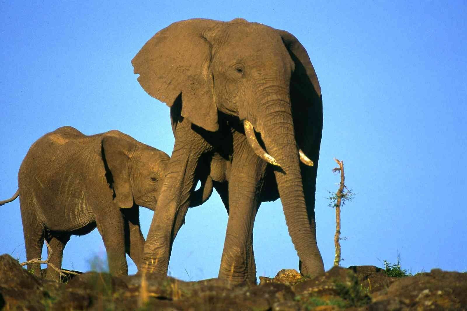 Спаривание больших. Самый большой слон в мире. Слоны в брачный период.