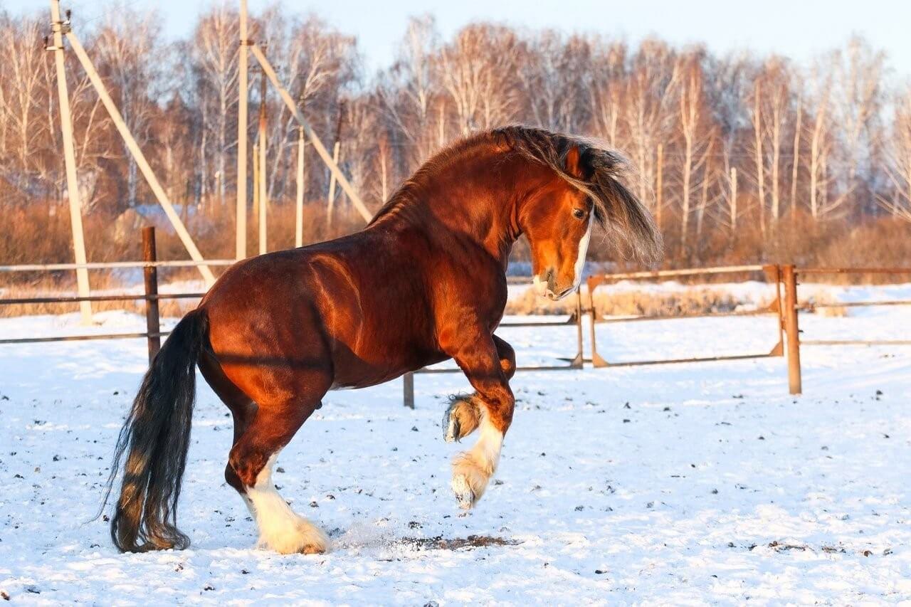 Порода лошадей владимирский тяжеловоз фото