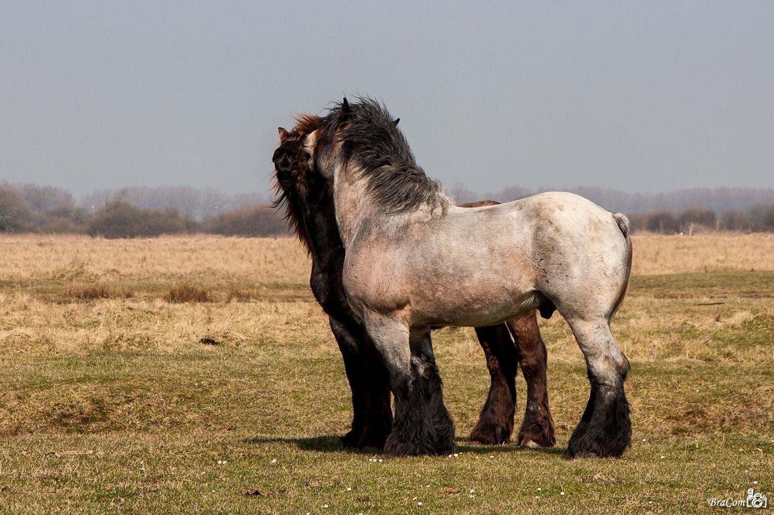 Тяжеловозы лошади фото и названия породы