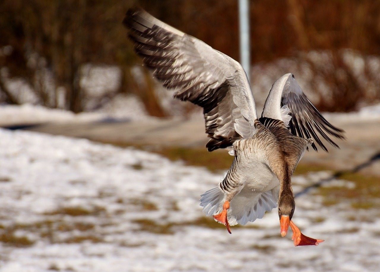 картинки летящих гусей