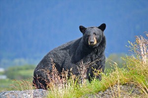 Животные Северной Америки