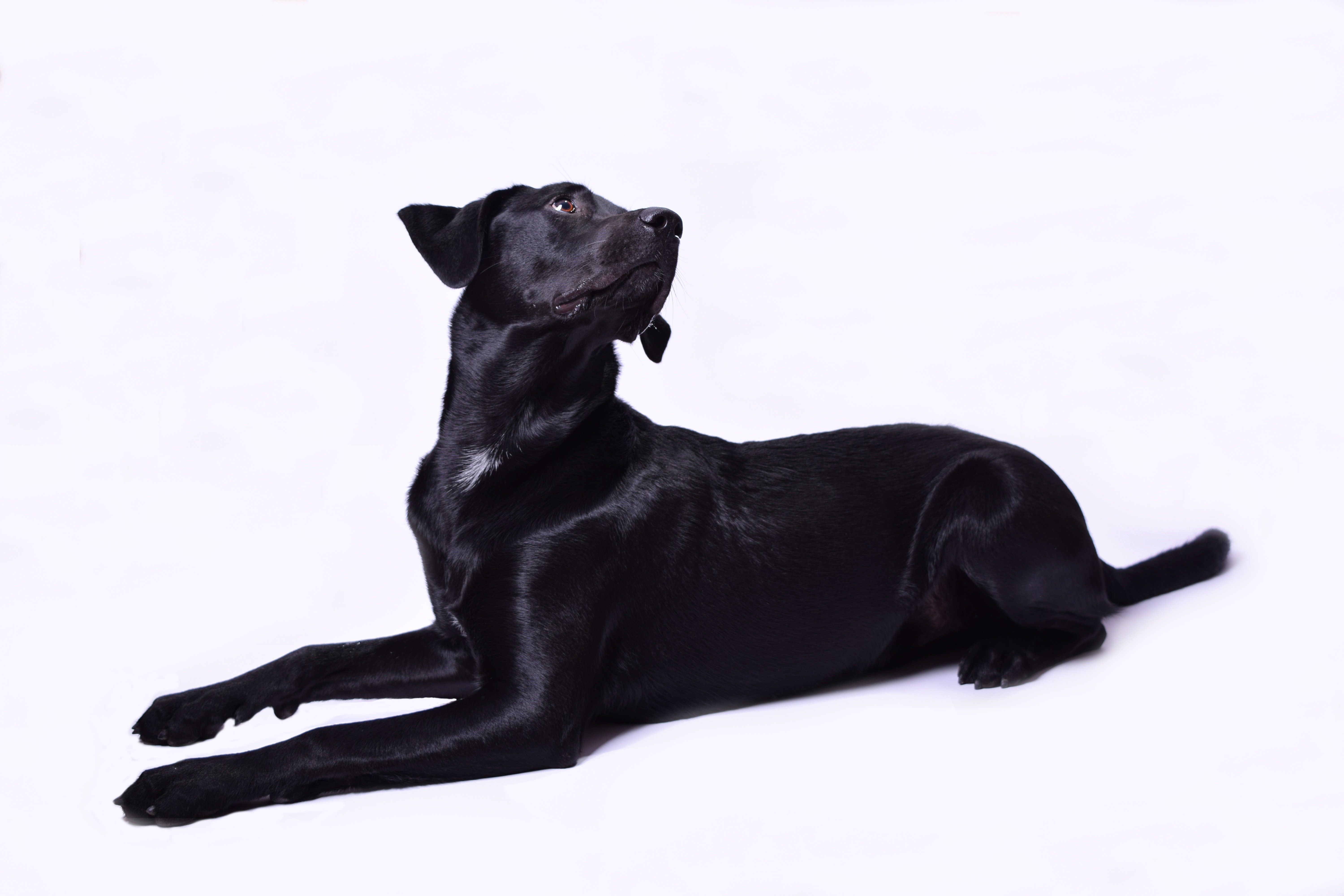 К чему снится собака черная большая добрая. Лабрадор ретривер. Лабрадор ретривер черный гладкошерстный. Лабрадор черный щенок. Лабрадор черный гладкошерстный.
