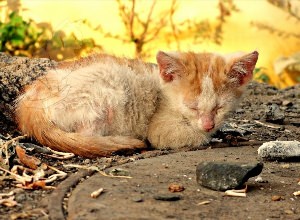 Бездомные котики