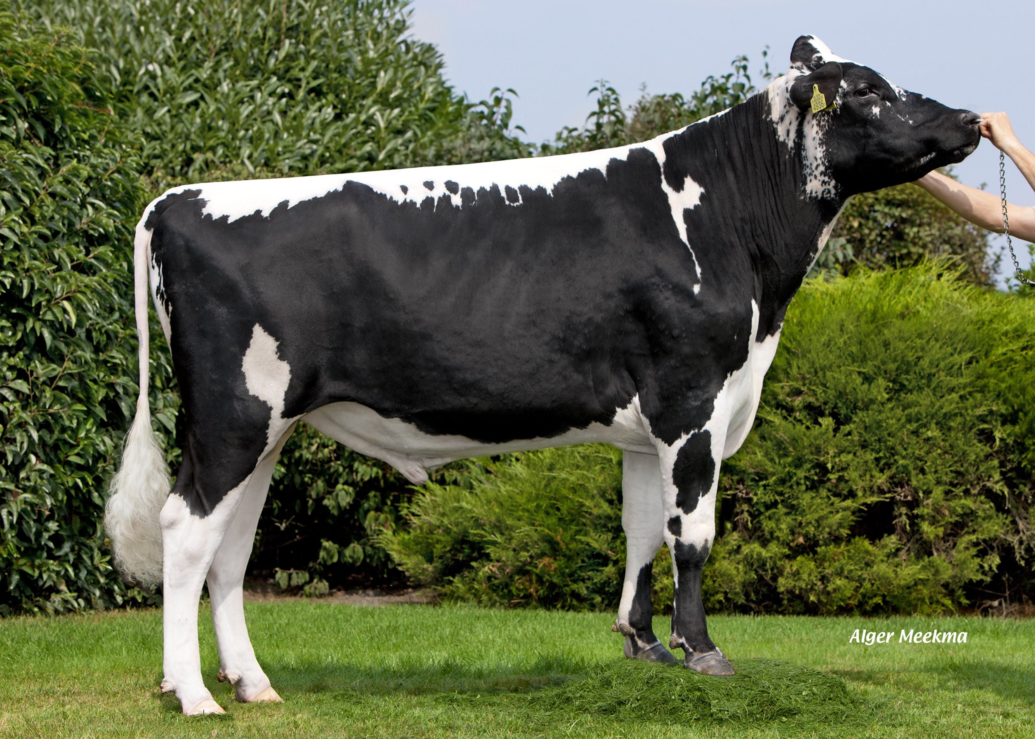 Фото коровы черно белой масти