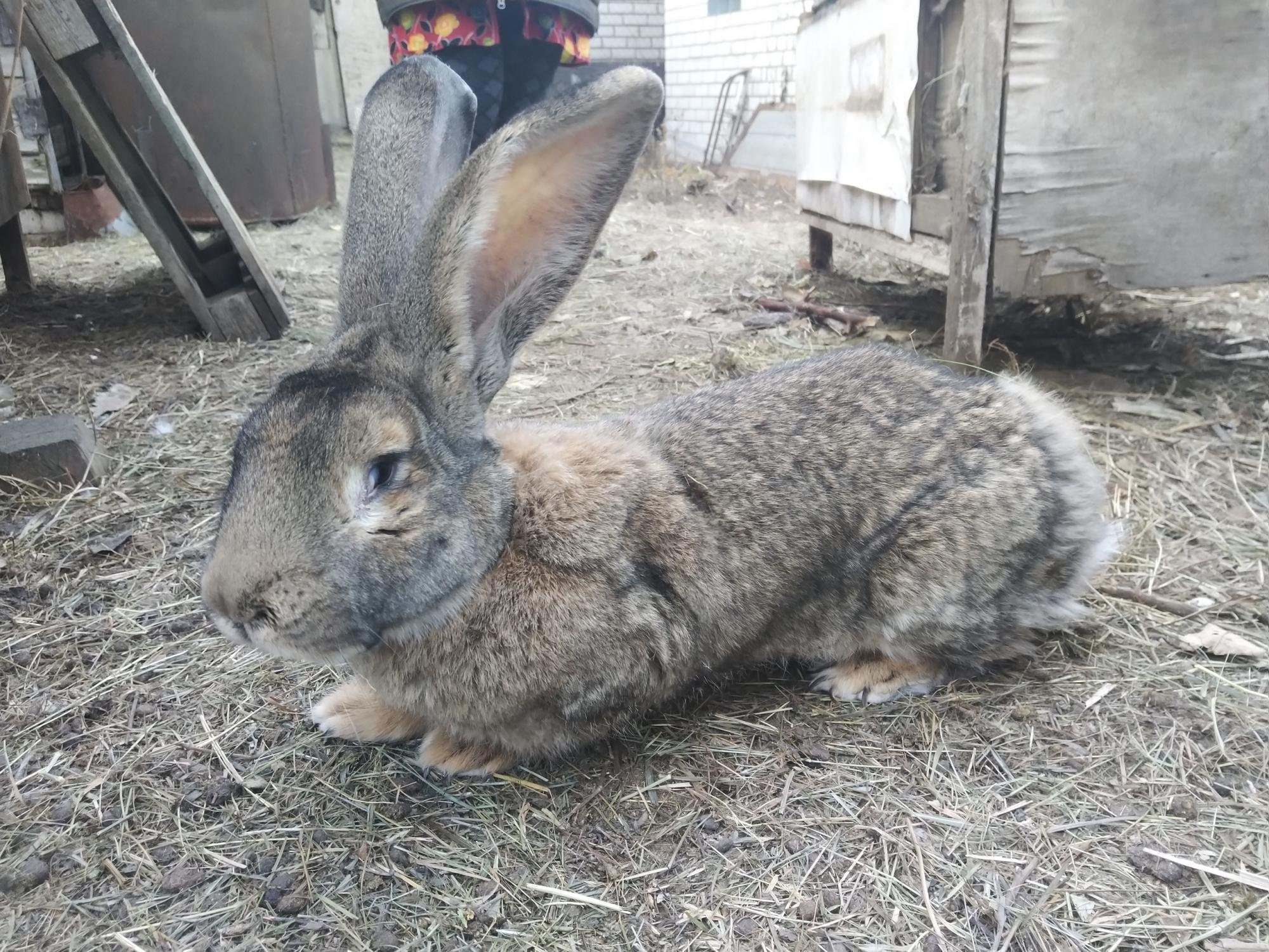 Бельгийский фландр фото